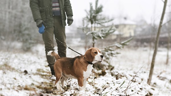 Dog out for walk in snow