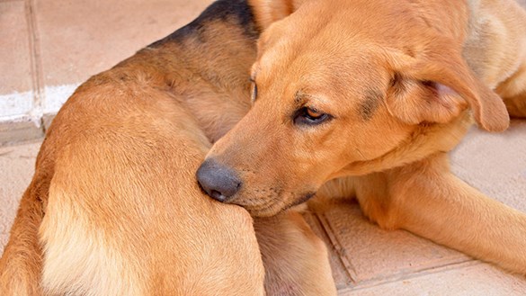 Dog with an itch