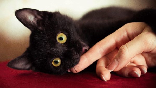 Kitten nibbling owner's finger
