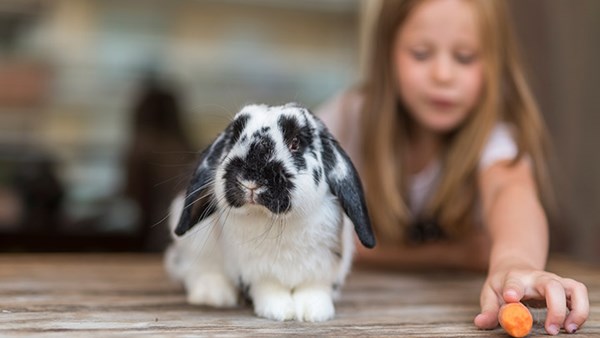 Girl feeding rabbit