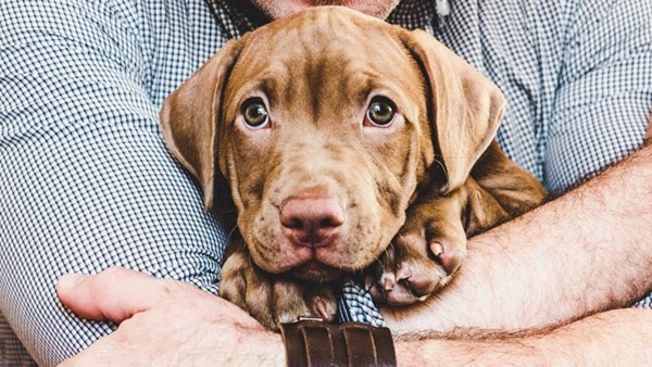 Man cuddling brown puppy on lap