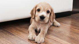 Puppy sitting on wood floor net to sofa