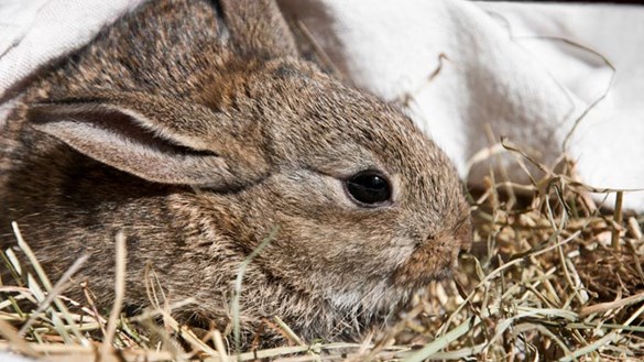 Rabbit sitting in hay