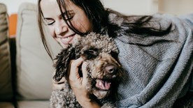 Labradoodle cuddle