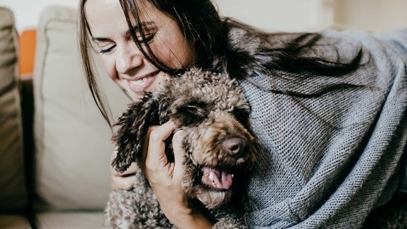 Labradoodle cuddle