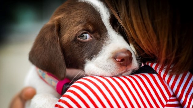 Puppy Hugging