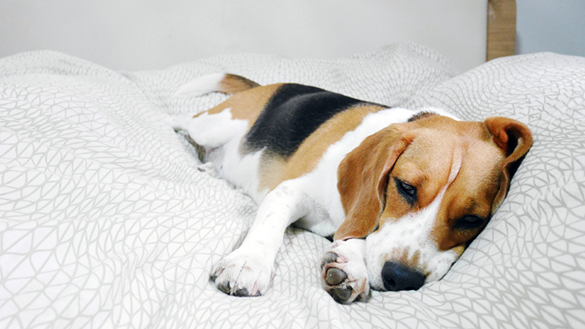 Dog sleeping on bed