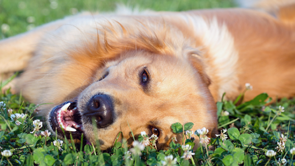 Dog lying on grass