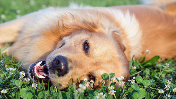 Dog lying on grass