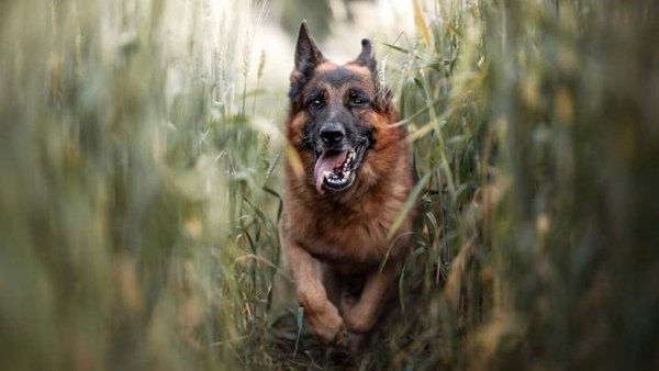 dog in long grass