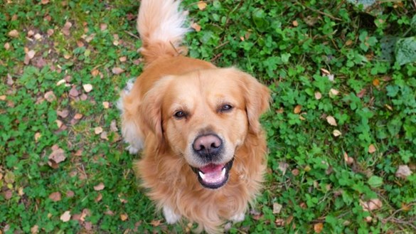 dog looking up at owner