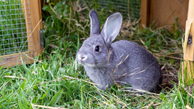 Rabbit beside hutch