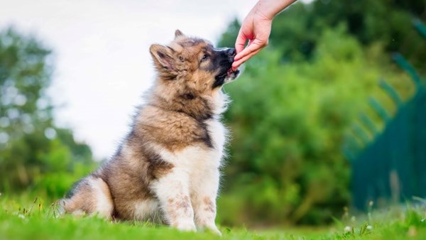 puppy getting a treat