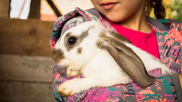 Child holding rabbit