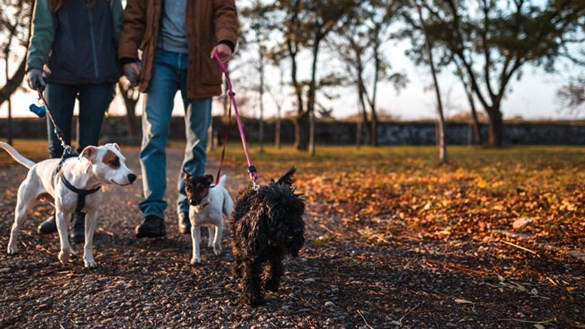 2 people walking 3 dogs in Autumn