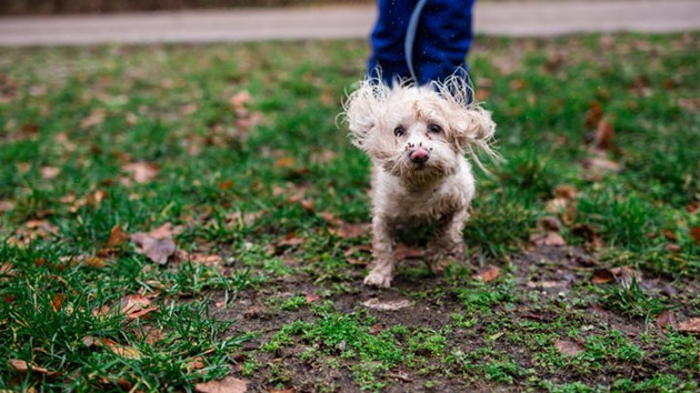White fluffy dog covered in mud outside
