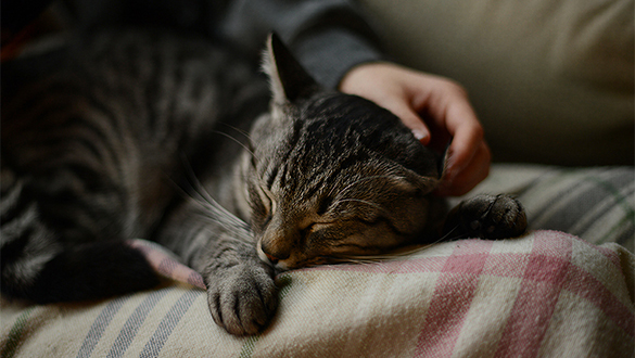 magnifics_upscale-precision--GettyImages-1183371825_PUR 585x330.jpg