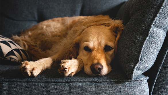 shutterstock_1392139112_PUR_DIGITAL_ONLY 585x330.jpg